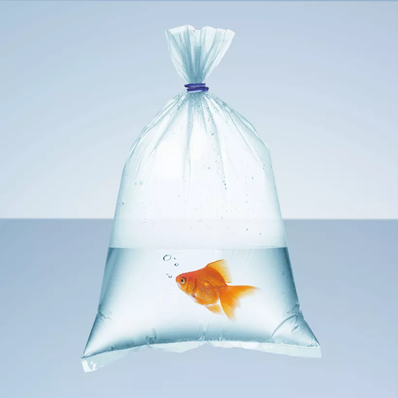 Aquaristics fish in plastic bag